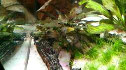 Cryptocoryne cordata; schöne Farben - von gelb bis dunkelgrün. Die Disken wedeln