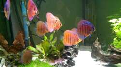 Besatz im Aquarium Diskuseum