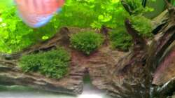 Javamoos auf Wurzel aufgebunden. Mittlerweile ist sie festgewachsen und wächst langsam