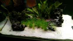 Eleocharus aciculares - Nadelsimse - Sie wächst ganz gut und zieht sich so langsam