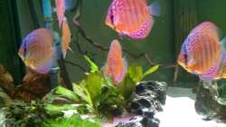 Disken warten was kommt.... stand 04.10.11