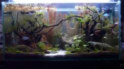 Die Regenbogenfische kommen zuerst