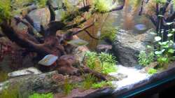 zeitweise hält sich ein leichter Algenflaum