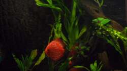 Besatz im Aquarium Diskus nurnoch als Beispiel