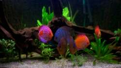 Besatz im Aquarium Diskus nurnoch als Beispiel