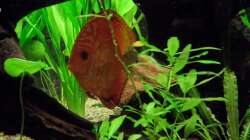 Besatz im Aquarium Diskus nurnoch als Beispiel