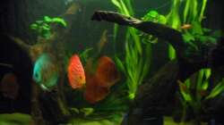 Aquarium Diskus nurnoch als Beispiel