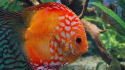 Besatz im Aquarium Diskus nurnoch als Beispiel