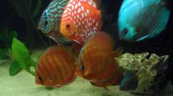 Besatz im Aquarium Diskus nurnoch als Beispiel