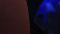 Blue Diamand Paar und gelege 02.0.2014