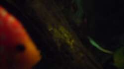 Besatz im Aquarium Diskus nurnoch als Beispiel