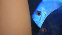 Blue Diamand Paar und gelege 02.0.2014