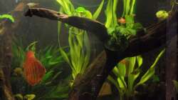 Aquarium Diskus nurnoch als Beispiel