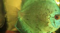 Blue Diamand Weibchen mit Jungen