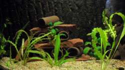 Dekoration im Aquarium Diskus nurnoch als Beispiel