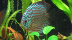 Besatz im Aquarium Diskus nurnoch als Beispiel