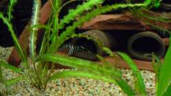 Dekoration im Aquarium Diskus nurnoch als Beispiel