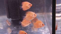 Nachzucht vom 03.2013