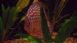 Besatz im Aquarium Diskus nurnoch als Beispiel
