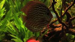 Besatz im Aquarium Diskus nurnoch als Beispiel