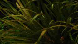 Blyxa japonica mit schöner Blattmusterung