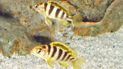 Labidochromis sp. `perlmutt`