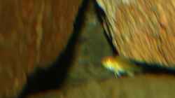 Labidochromis-Baby 4-5mm