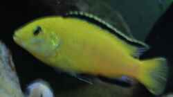 Labidochromis caeruleus `Yellow` (m)