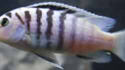 Labidochromis chisumulae