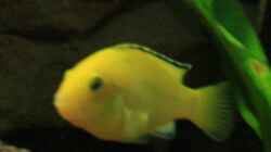 Labidochromis caeruleus `Yellow` (w)