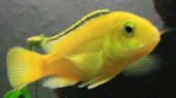 Labidochromis caeruleus `Yellow` (w)