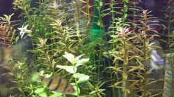 Pflanzen im Aquarium Lido 120