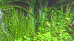 Pflanzen im Aquarium Becken 2083