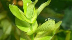 Photosynthese an Bacopa caroliniana