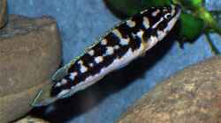 Julidochromis marlieri `Katoto` (?)