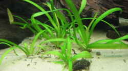 Pflanzen im Aquarium Becken 2112