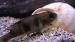 Lepidiolamprologus boulengeri