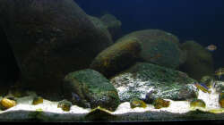 Tanganyika 200 - November 2011