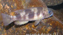 Lepidiolamprologus boulengeri