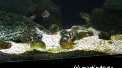 Tanganyika 200 - November 2011