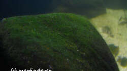 Tanganyika 200 - Alge November 2011