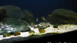 Tanganyika 200 - November 2011