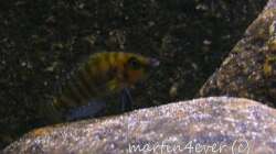Altolamprologus compressiceps ´Gold head´ 