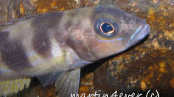 Lepidiolamprologus boulengeri