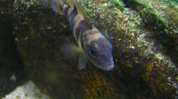 lepidiolamprologus boulengeri