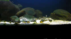 Tanganyika 200 - November 2011