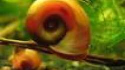 Posthornschnecke