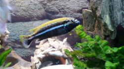 melanchromis auratus 1m