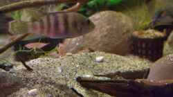 Benitochromis batesii Weibchen