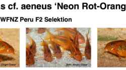 Corydoras aeneus cf. Neon Rot Orange (Laserorange) WFNZ